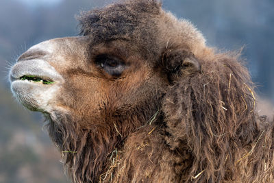 Head shot of a bactrian camel  with grass in it's mouth.