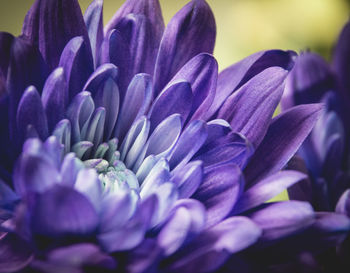 Close-up of purple flowers