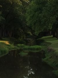 Reflection of trees in lake