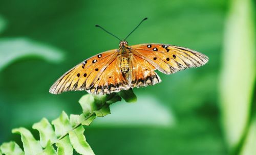 Butterfly pollinating flower