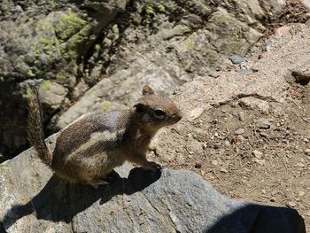 Close-up of lizard on rock