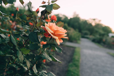 Close-up of flowers blooming outdoors