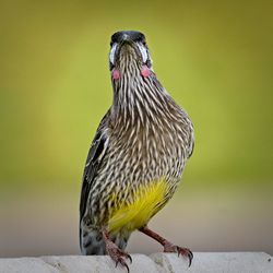 Close-up of bird perching on wall