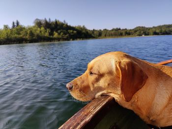 Dog looking away in lake