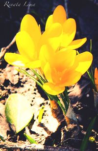 Close-up of yellow crocus blooming outdoors