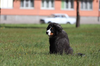 Black dog looking away on field
