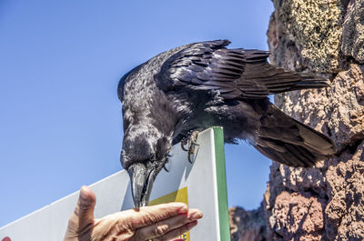 Low angle view of hand feeding raven