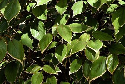 Full frame shot of green leaves