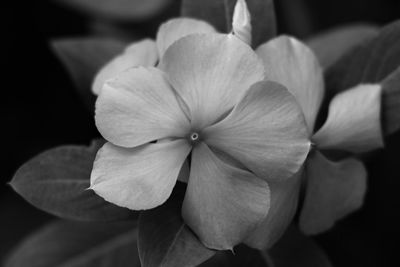 Close-up of flowers blooming