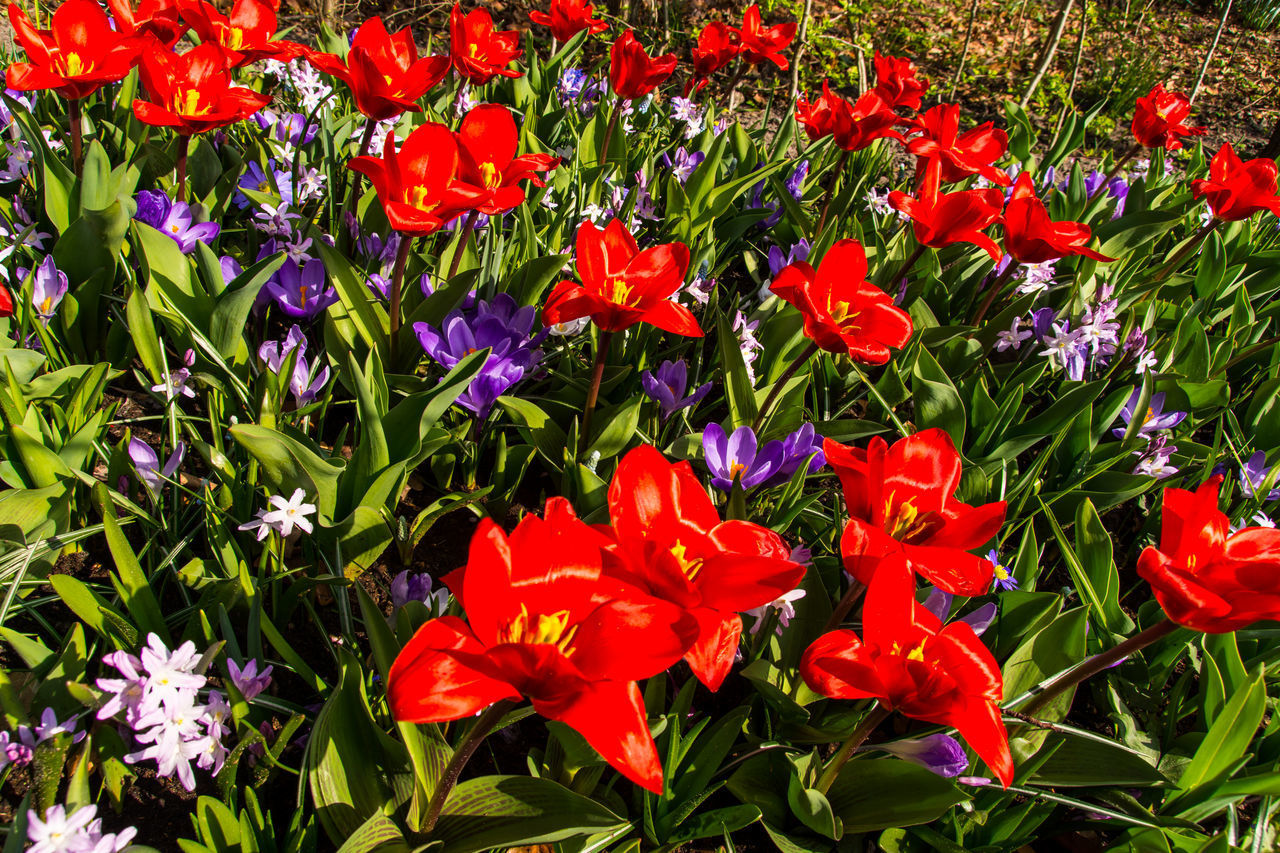 HIGH ANGLE VIEW OF RED FLOWERS