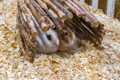 Two rabbits for sale at the animal market