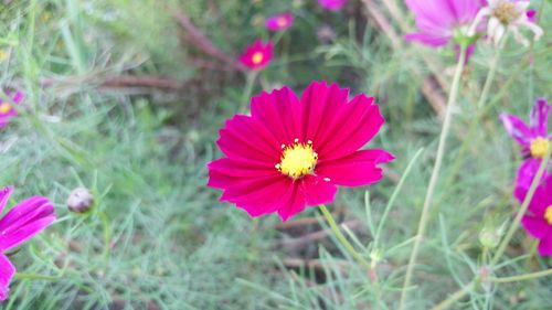 Close-up of cosmos flowers blooming on field