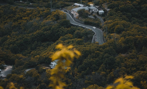 High angle view of road amidst trees