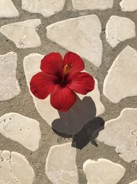 High angle view of red hibiscus flower
