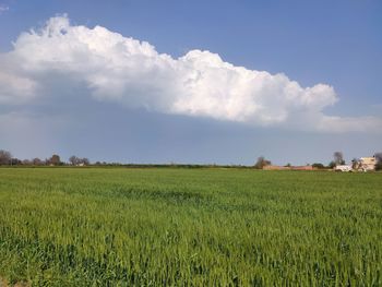 Scenic view of agricultural field against sky