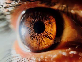 Close-up portrait of human eye