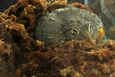 Close-up of fish in sea