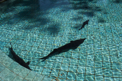 Fish swimming in pool