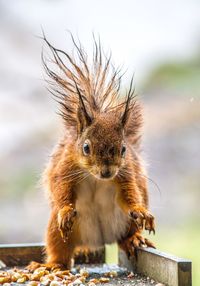 Close-up of squirrel eating outdoors