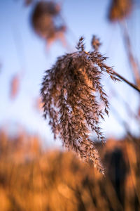 Close-up of dried plant against sky