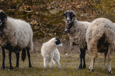 Sheep standing in a field