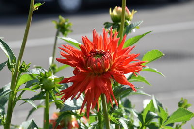 Close-up of red flowering plant