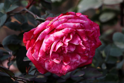 Close-up of pink rose flower