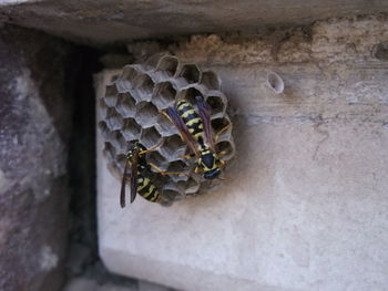 Close-up of bee on stone wall