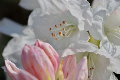 Close-up of day lily