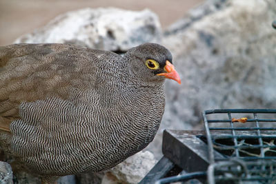 Red-billed spurfowl inspects campsite barbeque grill