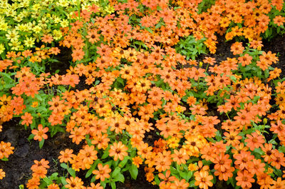 Full frame shot of orange flowers