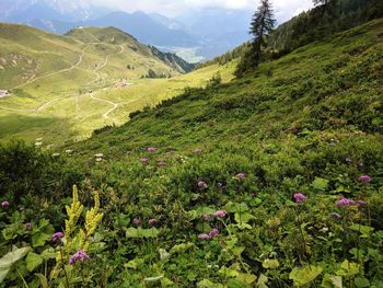 Scenic view of green landscape against sky