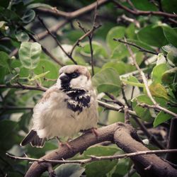 Bird perching on branch