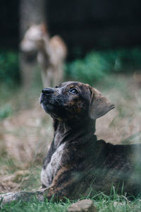 Dog sitting on the ground