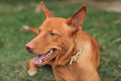 Close-up of dog on field