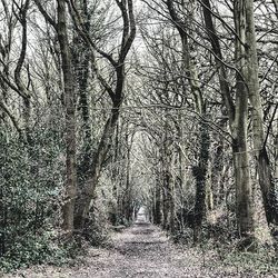 Bare trees in forest