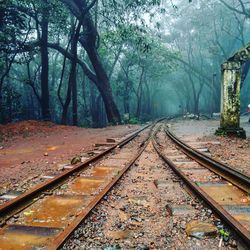 Abandoned railroad tracks along trees