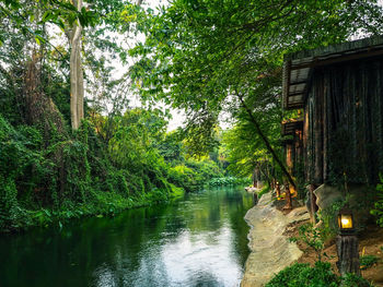 Scenic view of river amidst trees in forest