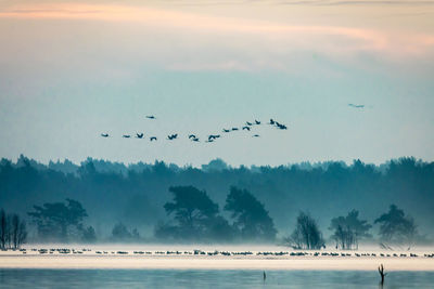 Birds flying over sea against sky