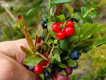 Close-up of hand holding red berries