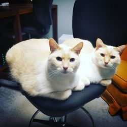 Portrait of cat sitting on chair