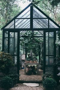 Potted plants in greenhouse