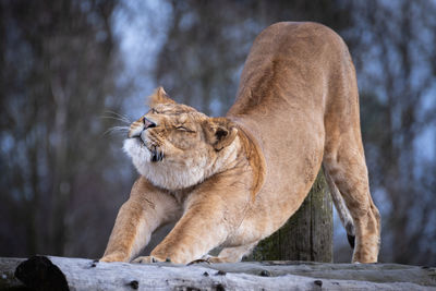 Close-up of lioness