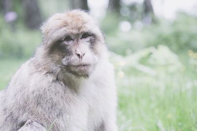 Portrait of monkey on field