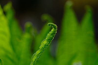 Close-up of fresh green plant