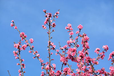 Low angle view of pink cherry blossom against clear blue sky