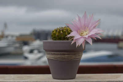 Close-up of potted flower on table