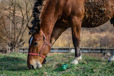 Horse in a field