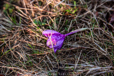 High angle view of purple crocus flowers on field