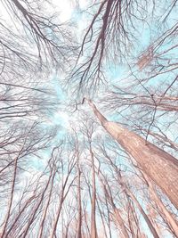 Low angle view of bare trees in forest